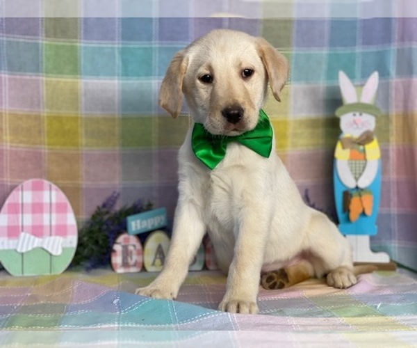 Medium Photo #1 Labrador Retriever Puppy For Sale in LANCASTER, PA, USA