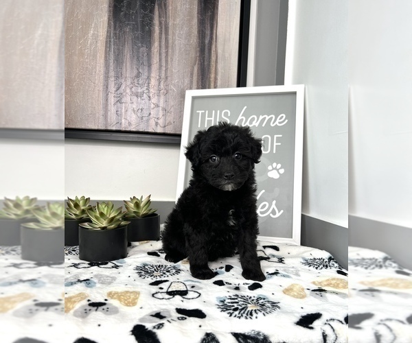 Medium Photo #1 Cavapoo Puppy For Sale in FRANKLIN, IN, USA