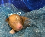 Image preview for Ad Listing. Nickname: MAX