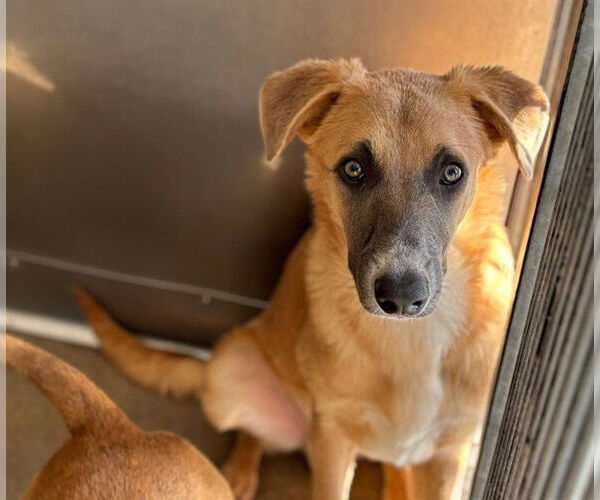 Medium Photo #2 German Shepherd Dog-Unknown Mix Puppy For Sale in San Bernardino, CA, USA