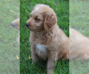 Goldendoodle (Miniature) Puppy for sale in MILLERSBURG, OH, USA