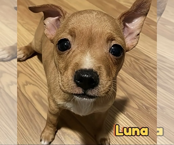 Medium Photo #1 Chihuahua Puppy For Sale in SPRING LAKE, NC, USA