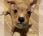 Small Chihuahua