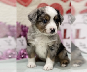 Miniature Australian Shepherd Puppy for Sale in ATHENS, Texas USA