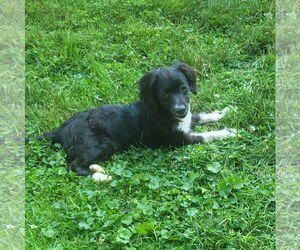 Spaniel-Unknown Mix Dogs for adoption in FAIRLAWN, OH, USA
