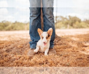 Pembroke Welsh Corgi Puppy for Sale in MADISONVILLE, Texas USA