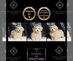 Maltipoo Puppy for sale in WARSAW, IN, USA
