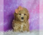Small Photo #124 Maltipoo (Miniature) Puppy For Sale in WARSAW, IN, USA