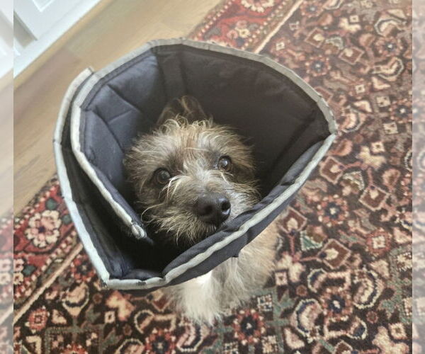 Medium Photo #3 Mutt Puppy For Sale in Lakewood, CO, USA