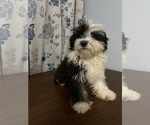 Small #54 Havanese