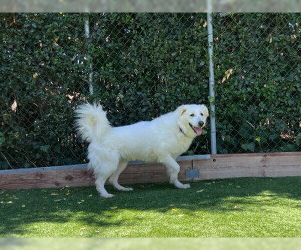Medium Photo #1 Great Pyrenees Puppy For Sale in Redwood City, CA, USA