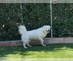 Great Pyrenees Dogs for adoption in Redwood City, CA, USA