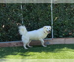 Small Great Pyrenees