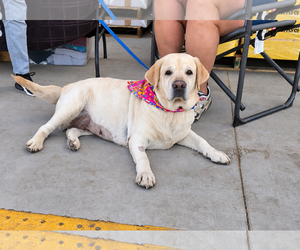 Maribel - Female Labrador Retriever Dog for Adoption - Photo #3