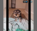 Small #1 Yorkshire Terrier