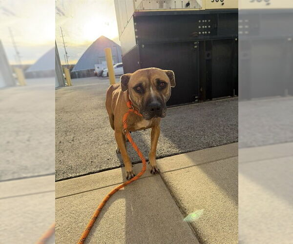 Medium Photo #2 Mutt Puppy For Sale in Louisville, KY, USA