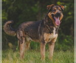 Small #3 Mutt