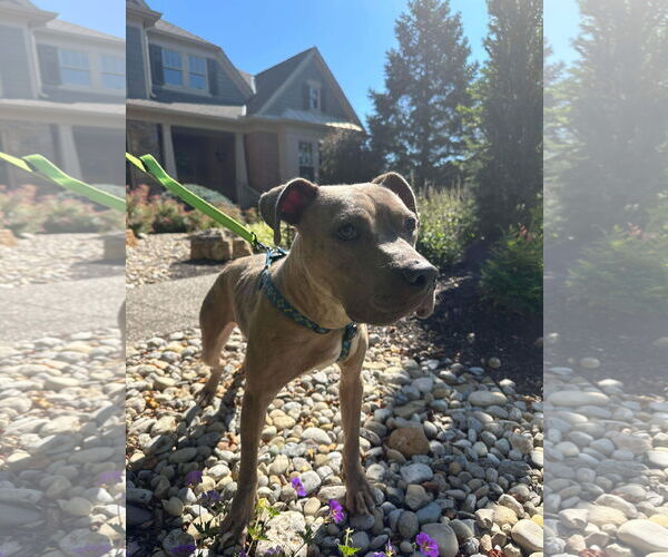 Medium Photo #9 American Pit Bull Terrier-Unknown Mix Puppy For Sale in Germantown, OH, USA