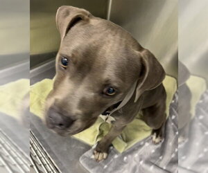 American Pit Bull Terrier-Unknown Mix Dogs for adoption in Tavares, FL, USA