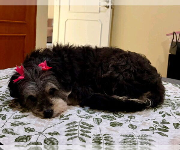 Medium Photo #4 Havanese-Unknown Mix Puppy For Sale in Escondido, CA, USA