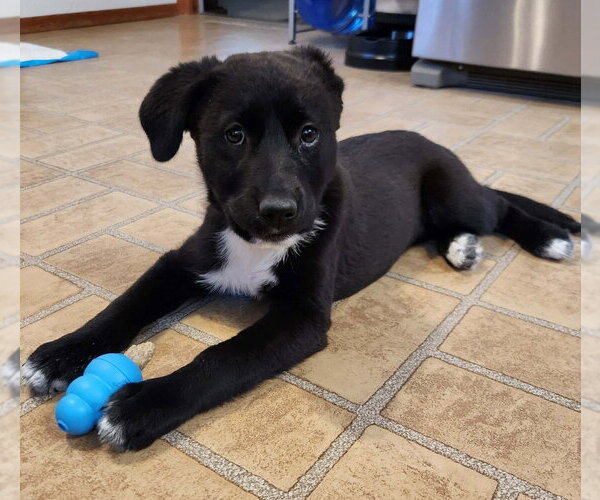 Medium Photo #1 Border Collie Puppy For Sale in Lakewood, CO, USA