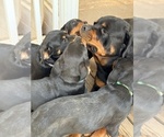 Small Rottweiler