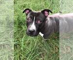 Small #1 American Bulldog Mix