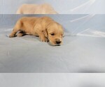 Small #5 Golden Retriever