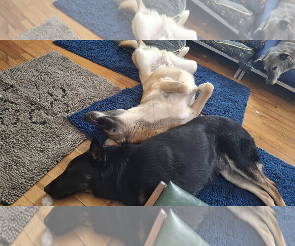 Medium Photo #20 German Shepherd Dog-Unknown Mix Puppy For Sale in Sebec, ME, USA