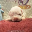 Small Photo #183 Dogo Argentino Puppy For Sale in JANE, MO, USA