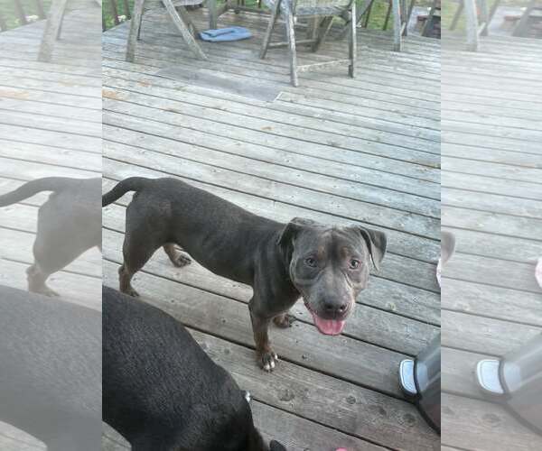 Medium Photo #2 Mutt Puppy For Sale in Woodbury, NY, USA