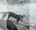 Small #1 Mutt