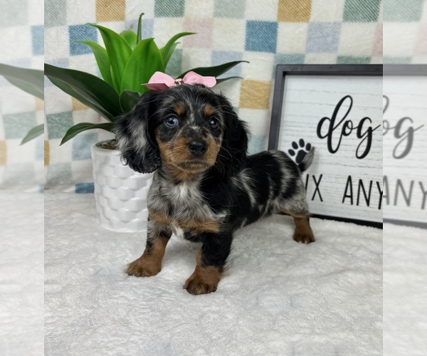 Medium Photo #5 Dachshund Puppy For Sale in FRANKLIN, IN, USA