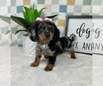 Small #4 Dachshund