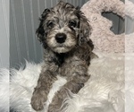 Small Photo #12 Aussiedoodle-Goldendoodle Mix Puppy For Sale in ETOWAH, TN, USA