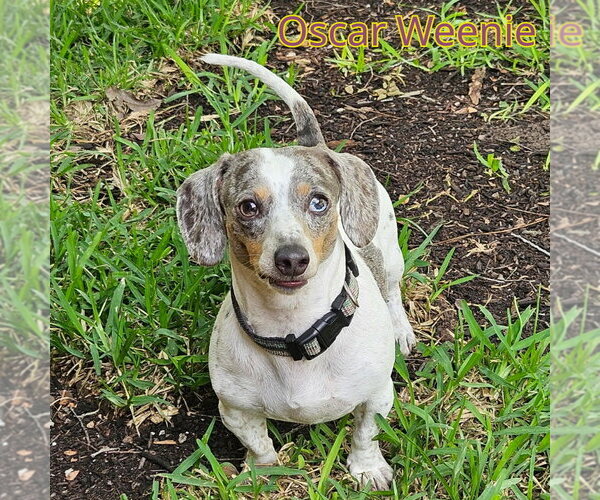 Medium Photo #3 Dachshund Puppy For Sale in San Antonio, TX, USA
