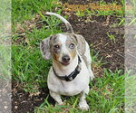 Small #2 Dachshund