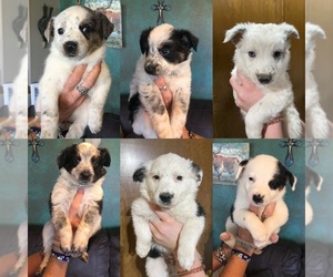 Texas Heeler Puppy for sale in HYDRO, OK, USA