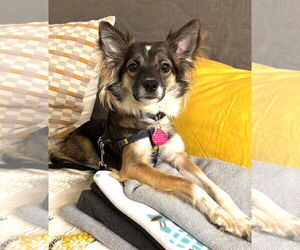 Mutt Dogs for adoption in Bellevue, WA, USA