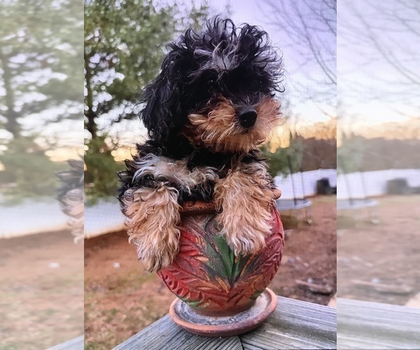 Medium Photo #3 Poodle (Toy) Puppy For Sale in MURFREESBORO, TN, USA