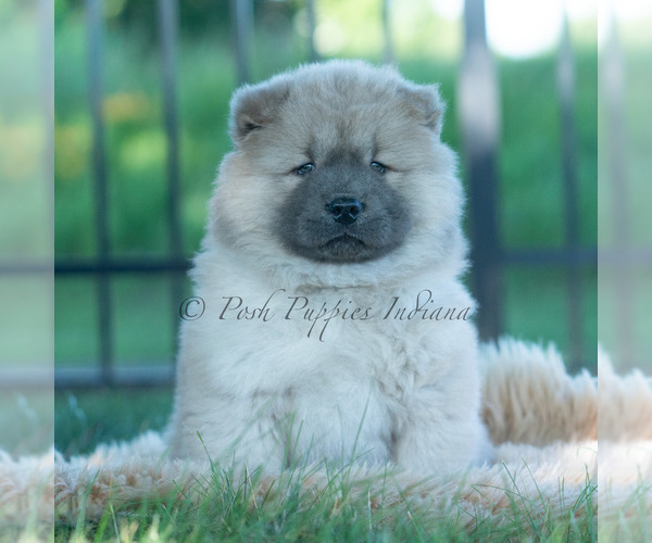 Medium Photo #22 Chow Chow Puppy For Sale in WARSAW, IN, USA