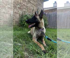 Mutt Dogs for adoption in Imlay City, MI, USA