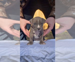 American Bully Puppy for sale in MONROE, GA, USA