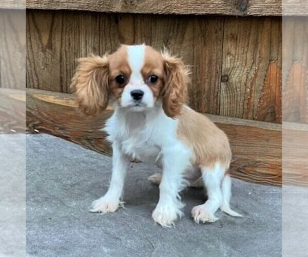 Medium Photo #1 Cavalier King Charles Spaniel Puppy For Sale in DRY RUN, PA, USA
