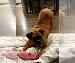 Boxer Dogs for adoption in Burnsville, MN, USA