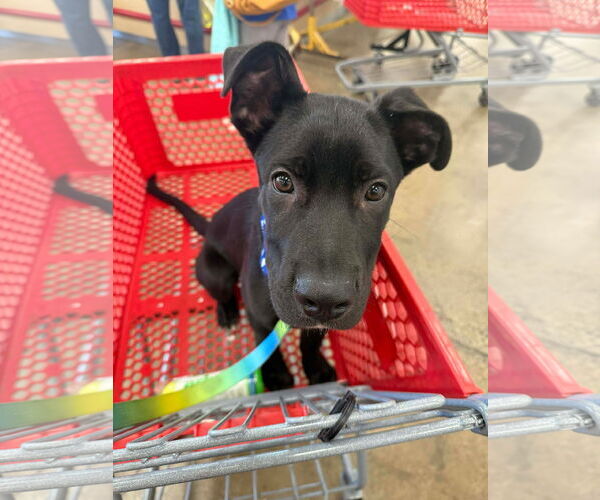 Medium Photo #3 Mutt Puppy For Sale in Menifee, CA, USA