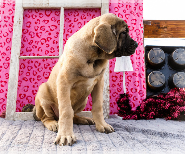 Medium Photo #8 Mastiff Puppy For Sale in WAKARUSA, IN, USA