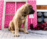 Small #7 Mastiff