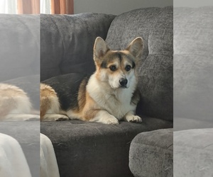 Father of the Pembroke Welsh Corgi puppies born on 02/07/2026