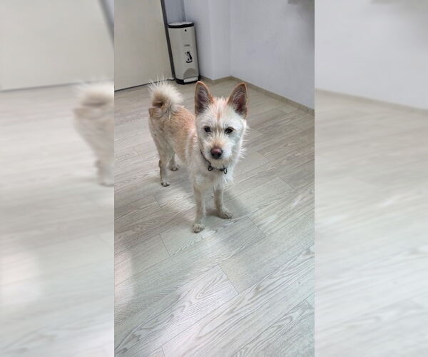 Medium Photo #2 Mutt Puppy For Sale in Agoura Hills, CA, USA